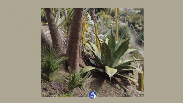 DALL’AGAVE ALLA ZELKOVA